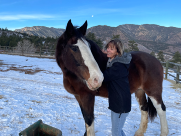 Keiser a rescue horse
