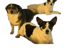 Request Quote: Pets Have Stories - Animal Communicator - Nationwide