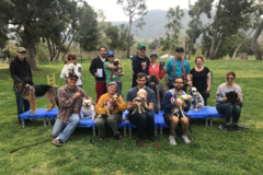 Request Quote: Veterinary Approved - Virtual Dog Training  - Burbank, CA