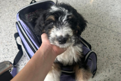 Request Quote: Pet Flight Nanny Services - Nationwide