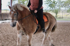 Request Quote: Mobile and Long Distance Traveling Pet Sitter - Fort Worth, TX