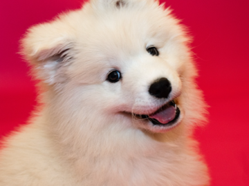 9 week Samyoed puppy