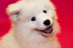 Request Quote: Capture Your Pet's Personality with Pawtraits by Jim - Atlanta, GA