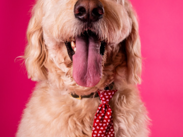 Goodendoodle with tie