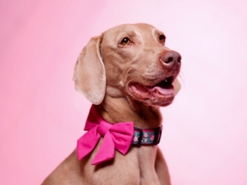 Weimaraner with bow