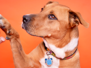Dog giving high five