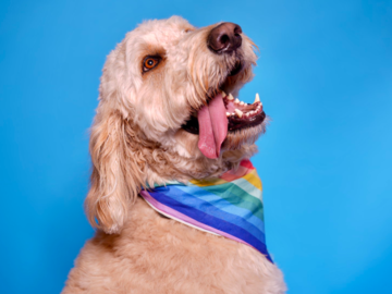 Smiling dog