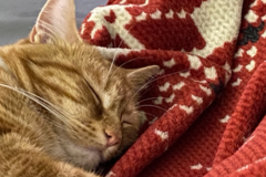 Request Quote: Brass Veterinary At-Home Pet Euthanasia Services - Myrtle Beach, SC