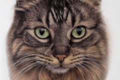 Request Quote: Danielle Calderon Pencil Artist - Pet Portraits - Nationwide