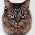 Danielle Calderon Pencil Artist - Pet Portraits - Nationwide