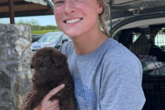 Request Quote: Companion Chiropractic - Animal Chiro - Lafayette, IN