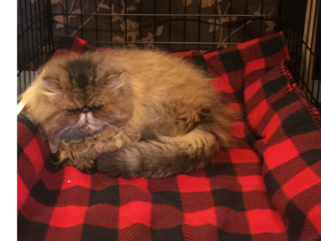 Ms. Angelina laying comfortably in a crate
