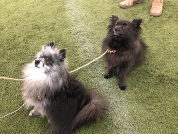 Two poms walking in a pet space