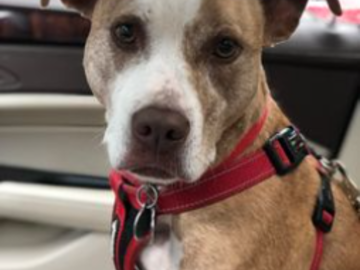 Ms. Lexi riding in the car.