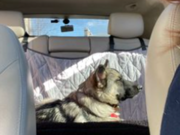 Cinder riding in the back seat.