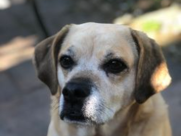 Melmin (Puggle).