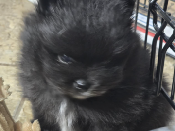 Pomeranian puppy
