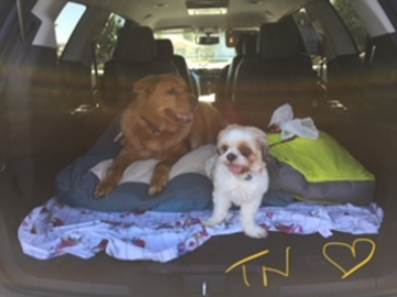Lando and Galileo - TN Transport
