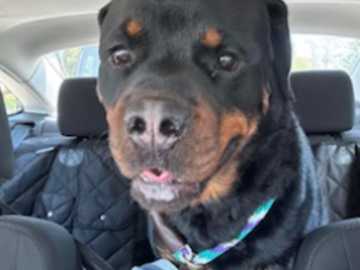Rocco the Rottie - Transport to Rockford IL