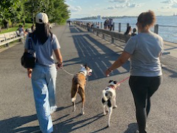 Maximus the Great & Wishbone - NYC Transport and Potty Walk 