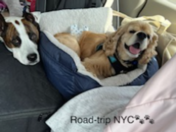 LimaBean and Maximus the Great - Back to NYC Transport