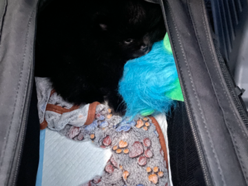 Little Pomeranian boy went on his first flight today!!!