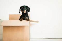 Request Quote: Joshua Parker Pet Transportation Service - Nationwide