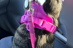 Request Quote: Feline Behaviorist and Trainer - Nationwide