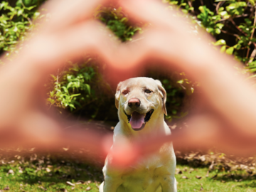 a dog with hands shaped like a heart