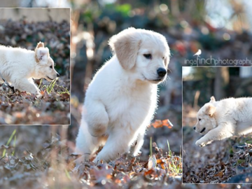 Puppy Portrait Session