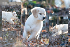 Request Quote: Inga Finch - Professional Pet Photographer - Tallahassee, FL