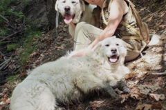 Request Quote: Certified Pet Nutritionist  - Nationwide