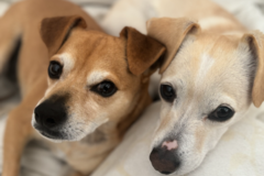 Request Quote: Energy Healer - Animal Reiki - Nationwide