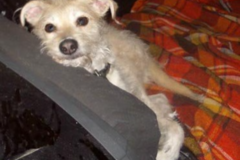 Request Quote: Yvette's Small Pet Care - In Home Pet Sitting - New York, NY