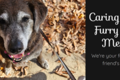 Request Quote: Doggy Day Out - Or Doggy Day In - Pet Sitting - King George, VA