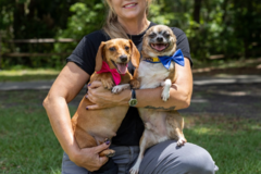 Request Quote: In Home Dog Training Lessons - Puppy Basic Training - DeLand, FL