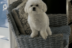 Request Quote: Understand Your Pet - Professional Pet Psychic  - Hollywood, FL