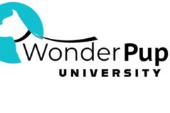 Request Quote: WonderPups University- Certifed Dog Trainer - Jersey City, NJ