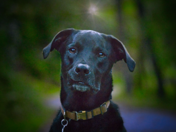 Black Lab