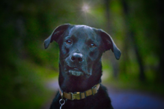 Request Quote: Natural and Heartfelt Pet Photography  - Harrisburg, NC