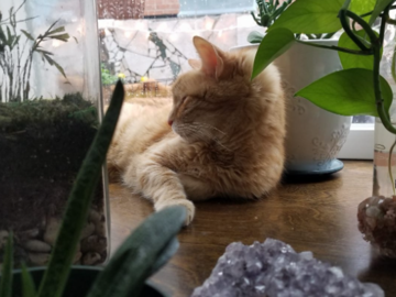 Pet Sitting Philadelphia PA