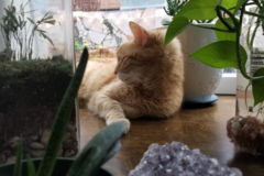 Request Quote: Pet Sitter - Cats Exotics Dogs - Drop Ins Only - Philadelphia, PA