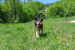 Request Quote: Paws at Peace - In Home Pet Euthanasia  - Islip, NY