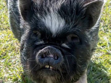 Peppa Sherman