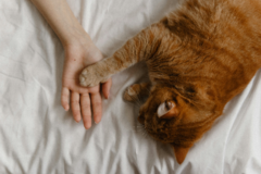 Request Quote: Cozy Caravan Cat Sitting    - Tulsa, OK