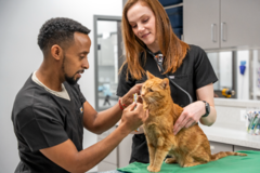 Request Quote: Amanda Hampton DVM - Feline Homeopathic Care - Martin's Additions, MD