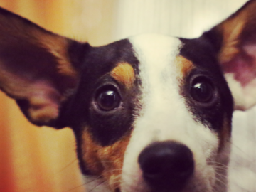 Louie