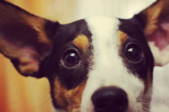 Request Quote: Animal Photographer - San Antonio, TX