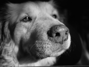Leo the dogg