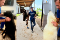 Request Quote: Animal Chiro FL - Enhancing Mobility and Wellness - Tampa, FL